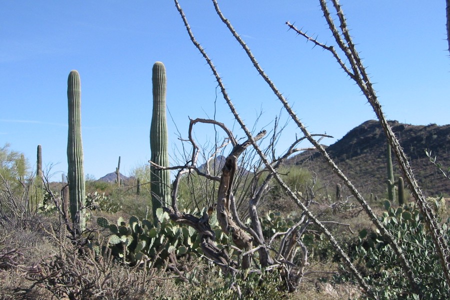 ../image/desert museum.jpg